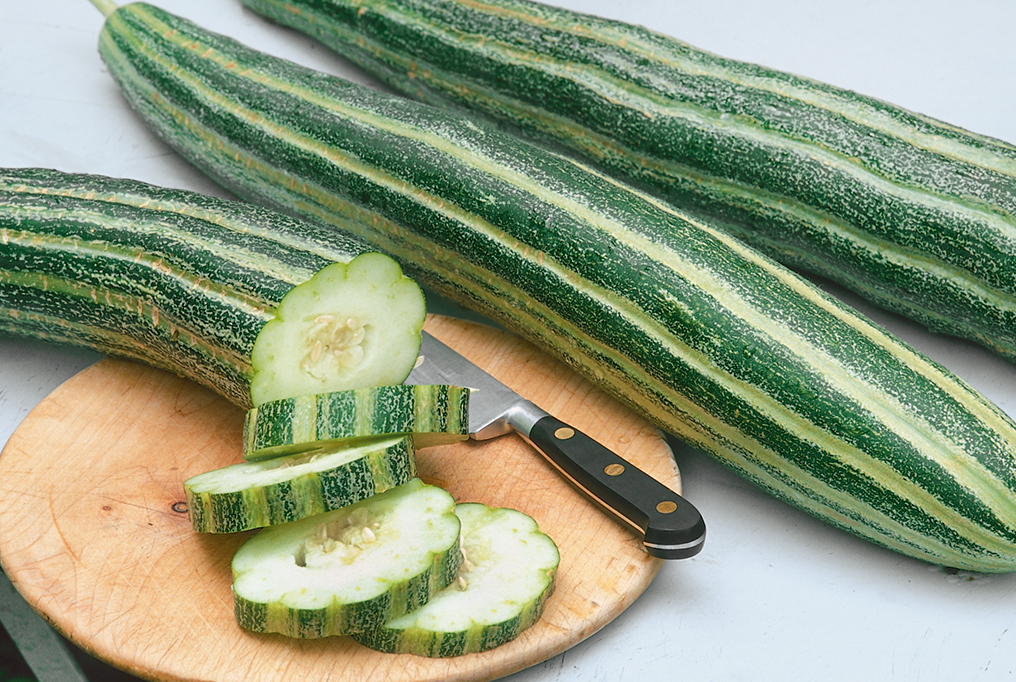 Armenian Striped Cucumber 1 亚美尼亚条纹黄瓜