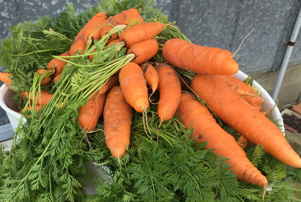 Bolero Carrot 1 舞胡萝卜