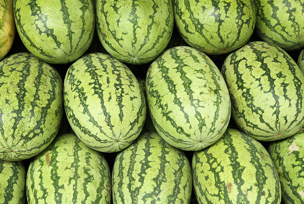 Carolina Cross 180 Watermelon 1 卡罗莱纳杂交180西瓜