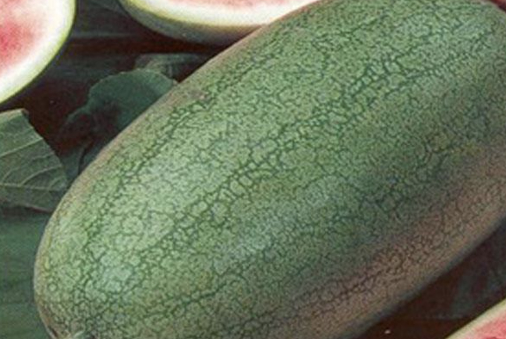 Charleston Gray Watermelon 1 查尔斯顿灰色西瓜