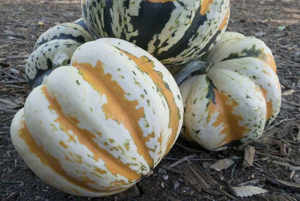 Festival Squash 1 节瓜