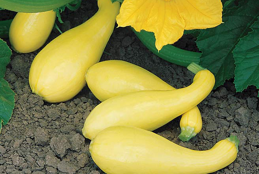Gentry Squash 1 绅士南瓜