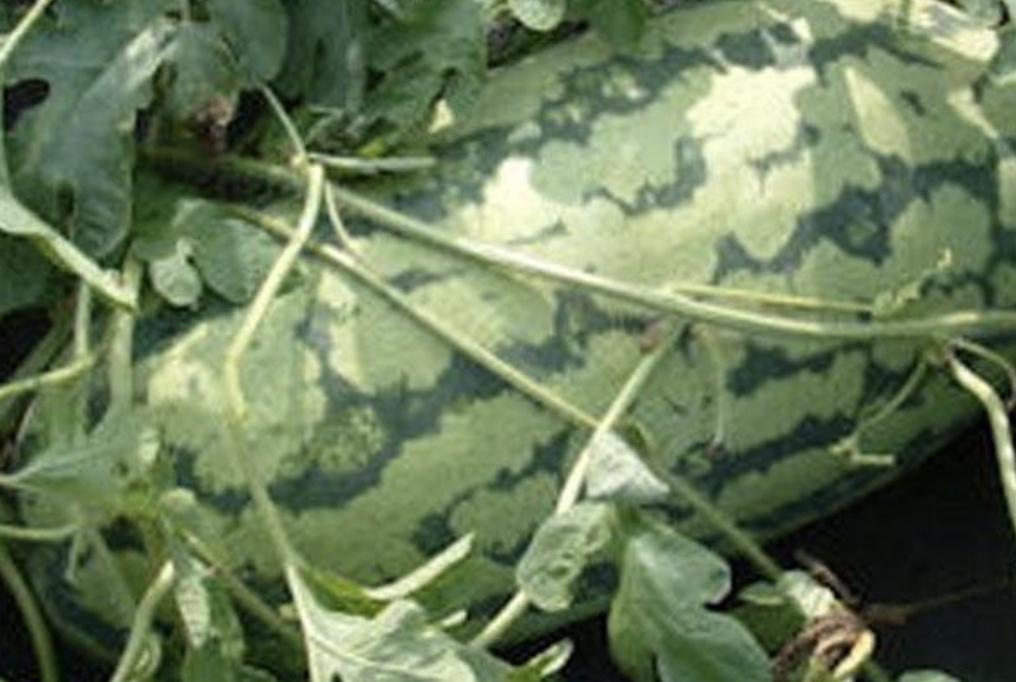 Georgia Rattlesnake Watermelon 1 格鲁吉亚响尾蛇西瓜