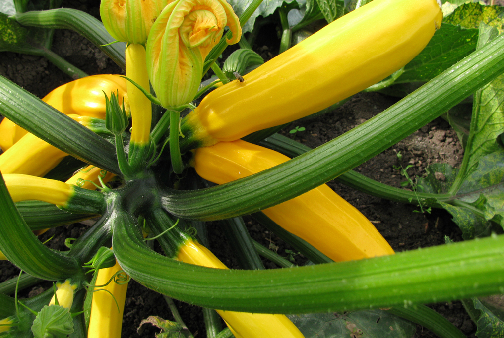 Golden Zebra Zucchini 1 金色的斑马西葫芦