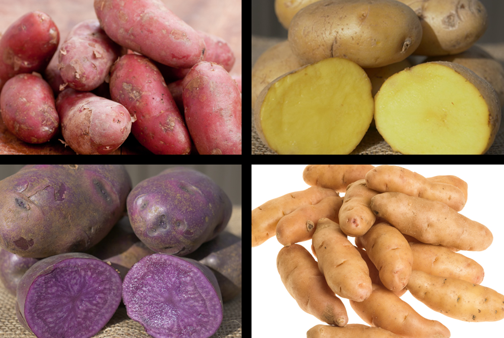 Gourmet Potato Sampler 1 美食土豆取样器