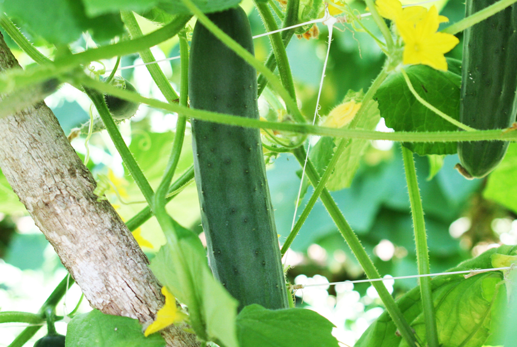 Hortonova Trellis Netting 59 Hortonova Trellis Netting 59“x 328”