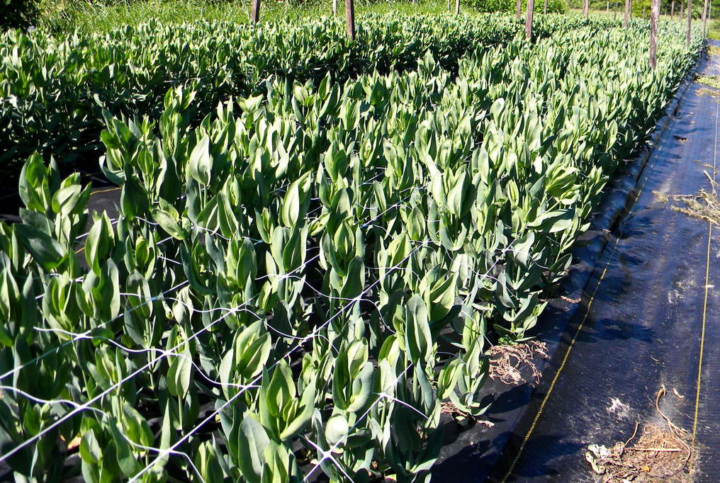 Hortonova Trellis Netting 59 Hortonova Trellis Netting 59“x 328”