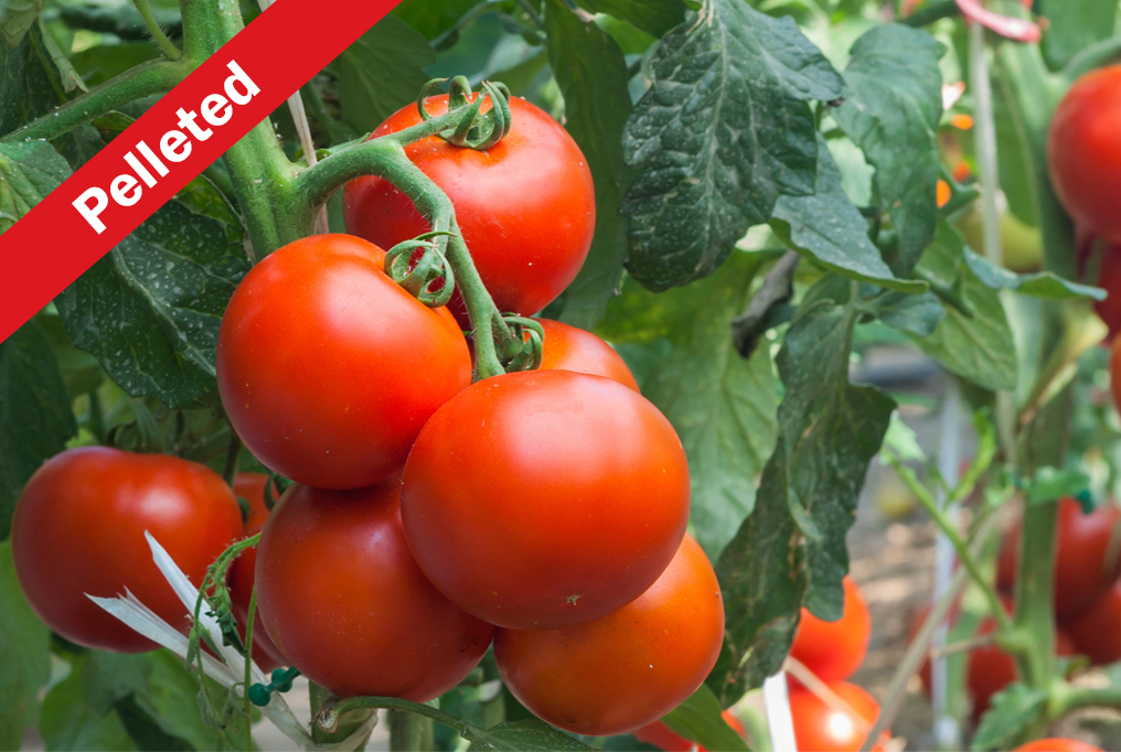 Mountain Glory Tomato 1 山荣耀番茄
