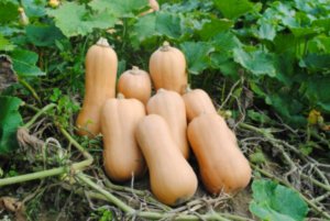 南安娜胡桃南瓜