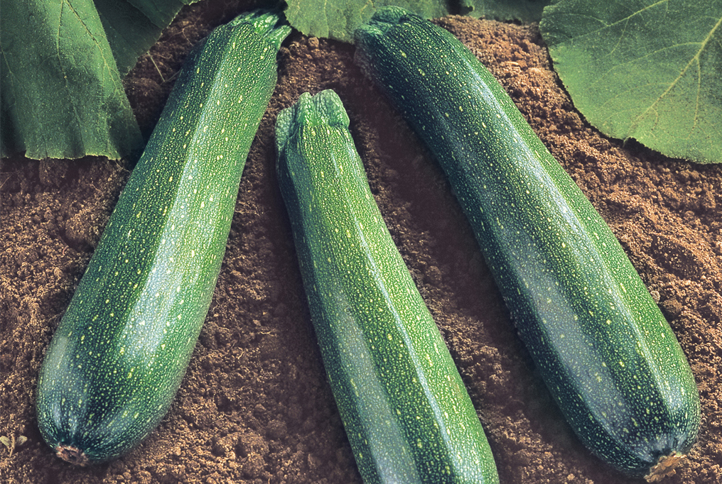 Spineless Supreme Zucchini 1 无脊椎至尊西葫芦