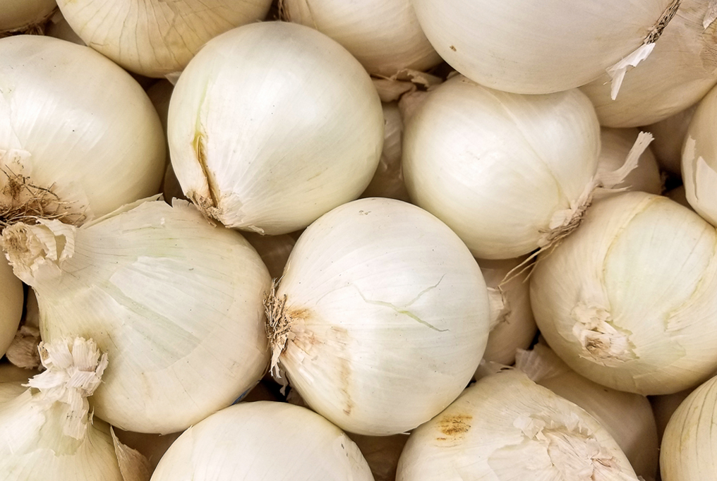 Texas Early White Onion 1 德州早期白洋葱