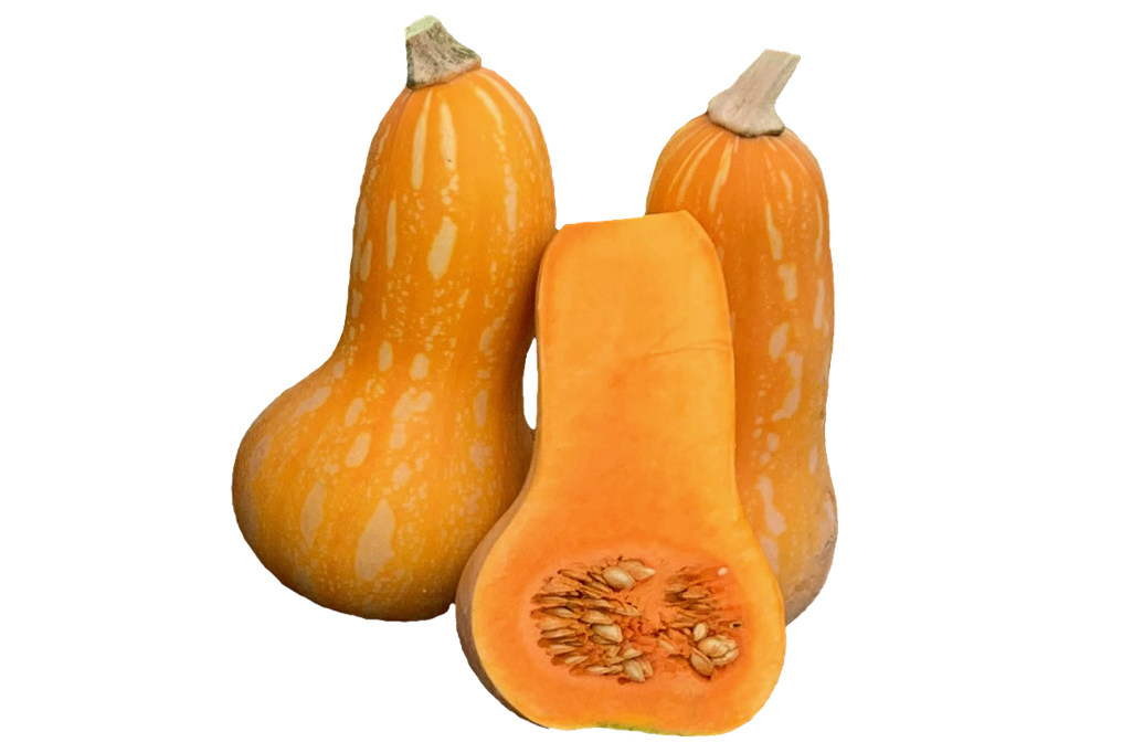 autumn-gold-butternut-squash 秋天金色冬南瓜