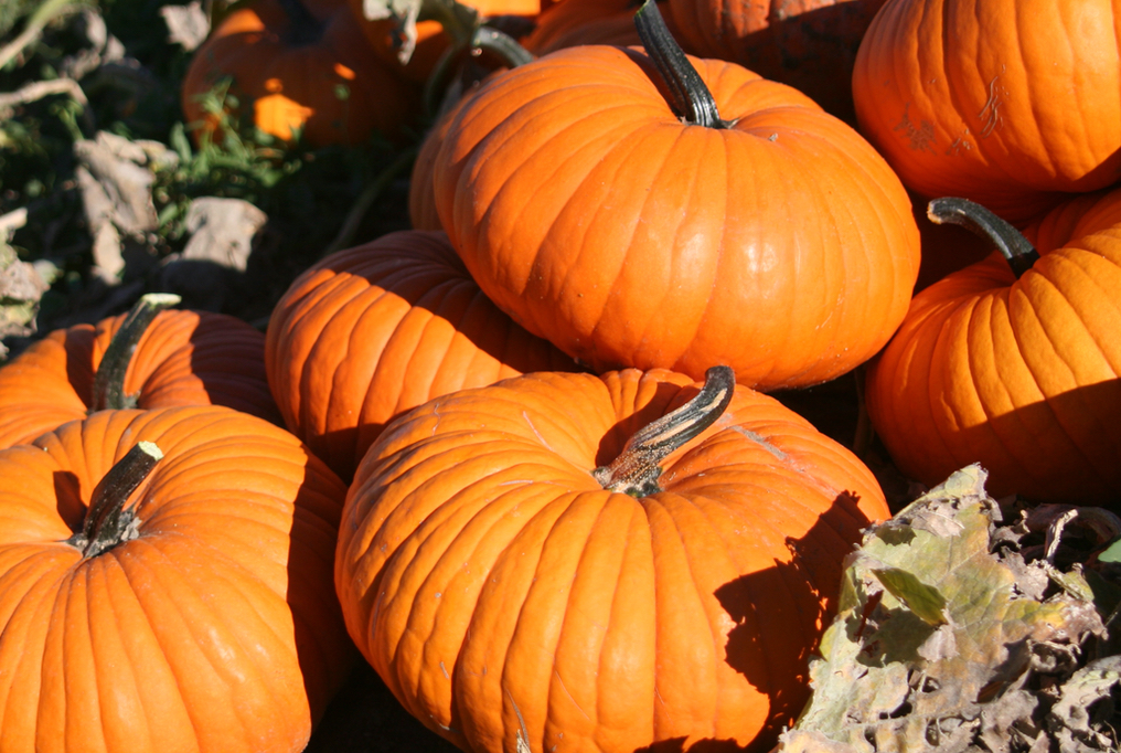 flatso-pumpkin Flatso南瓜