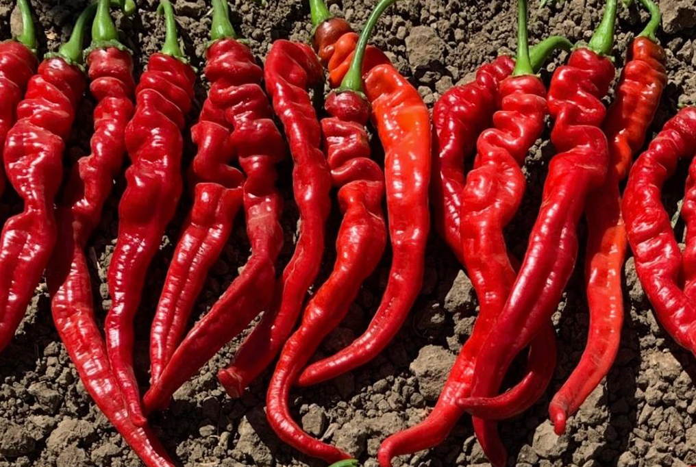 iberia-cayenne-pepper