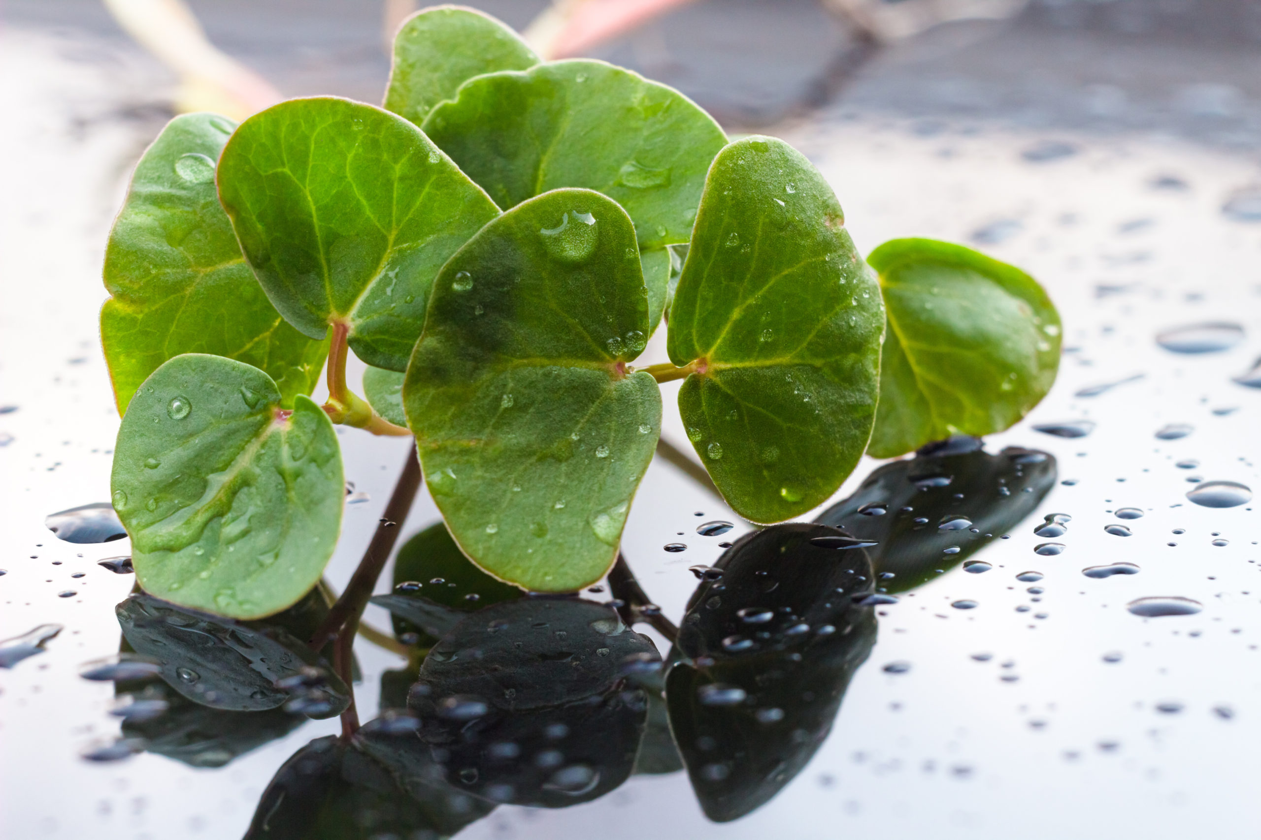 Buckwheat sprouts on mirror surface close up. Microgreen of buckwheat with water drops on glass