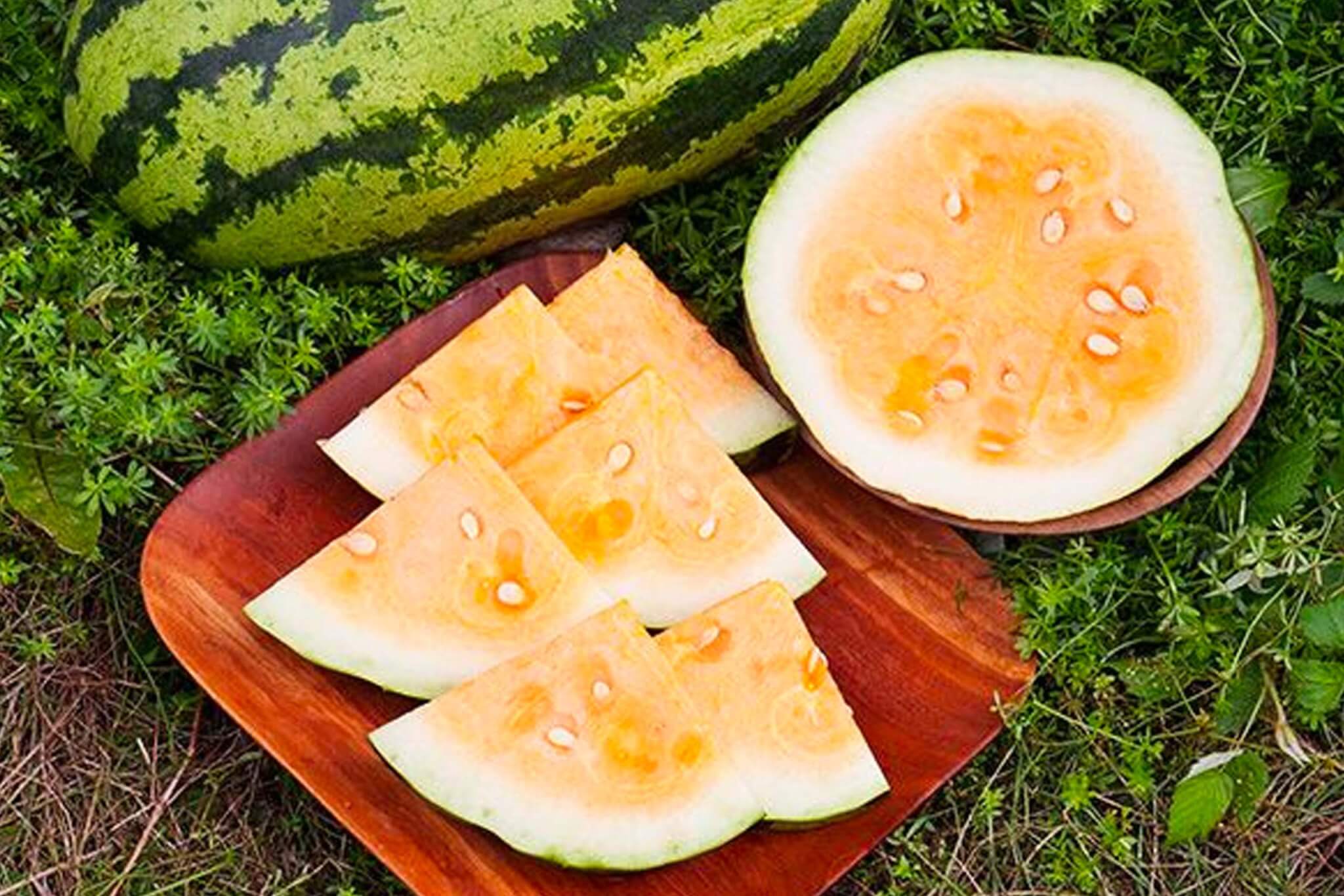 Orangeglo-Watermelon1