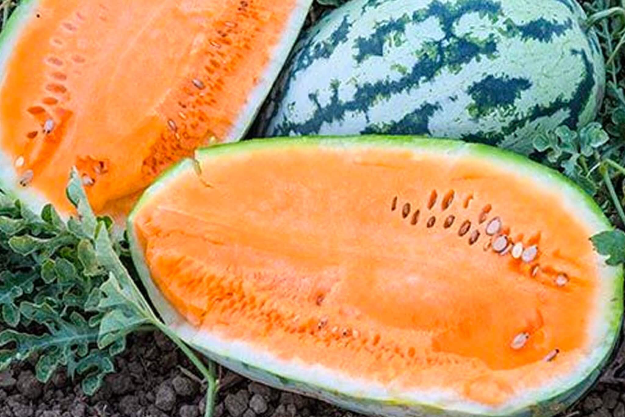 Orangeglo-Watermelon2