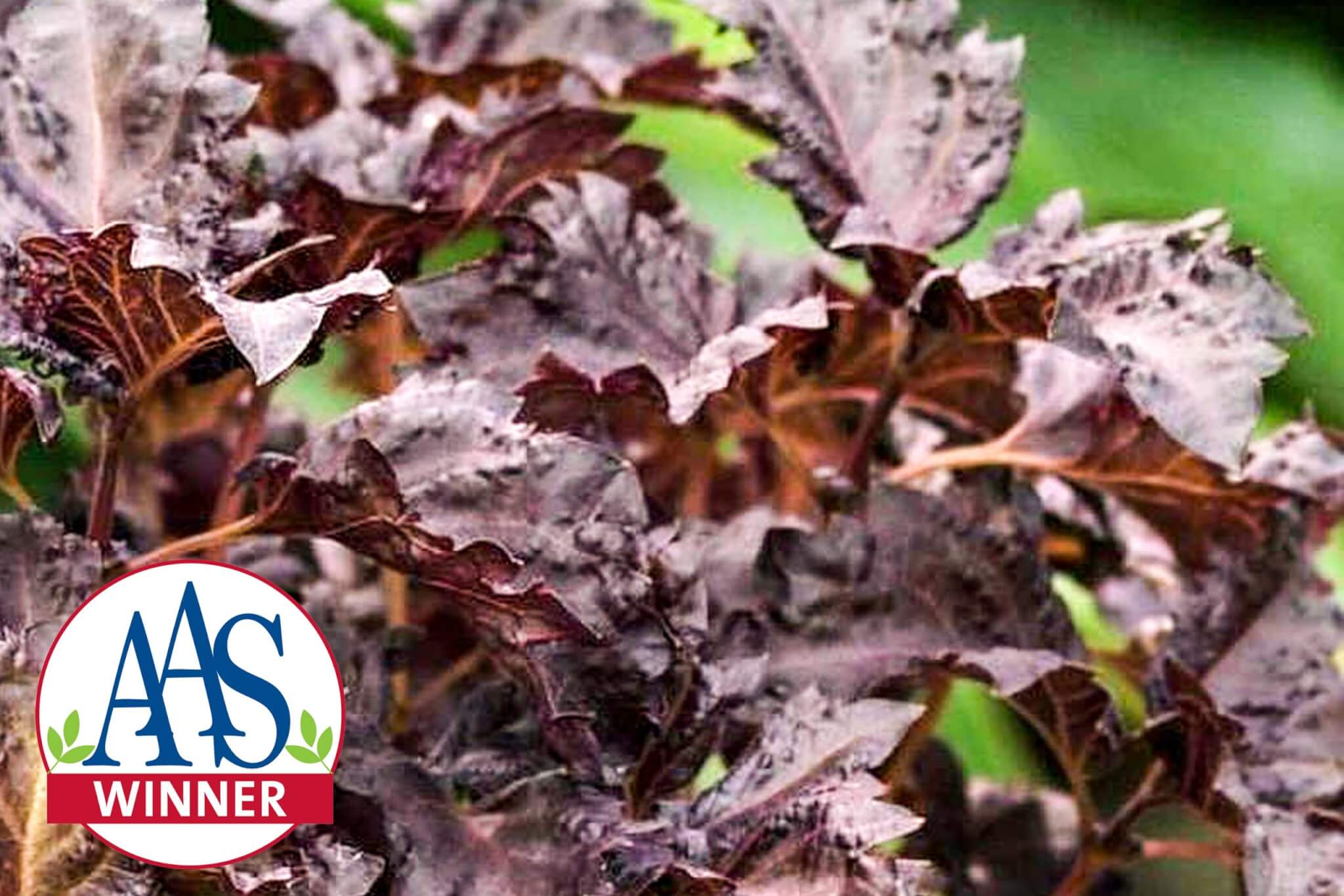 Purple-Ruffles-Basil