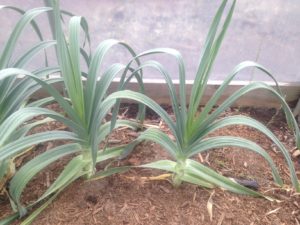 Elephant_Garlic.