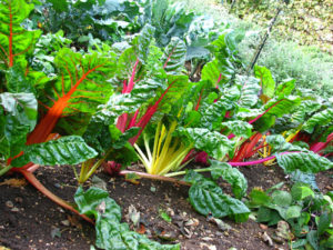 rainbow_chard