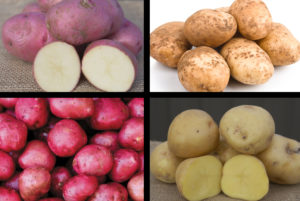 Homestead Potato采样器