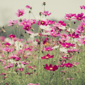 宇宙的感觉混合