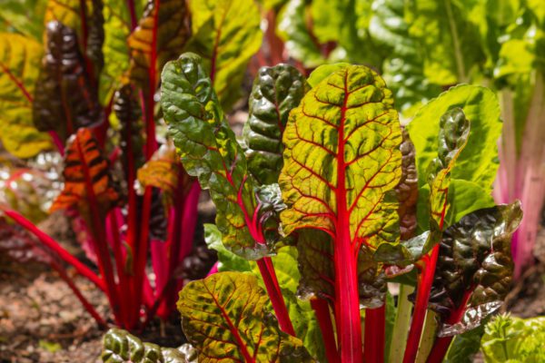 ruby-fresh-swiss-chard
