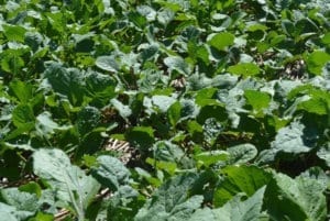 非洲饲料卷心菜