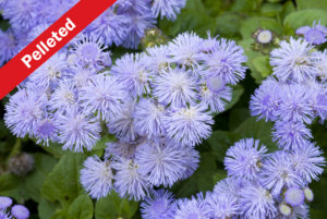 Ageratum Blue Horizon