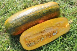 阿尔诺奎安壁球