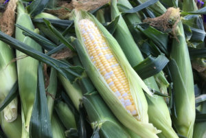 安布罗西亚甜玉米