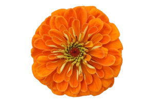 Benary Giant Orange Zinnia