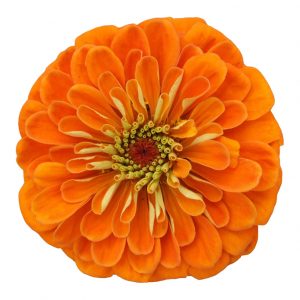 珍尼巨人橙子百日菊