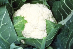 Candid Charm Cauliflower.