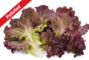 Cherokee Lettuce