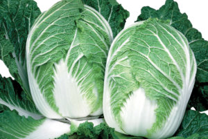中国表达卷心菜