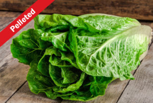 Coastal Star Romaine Lettuce