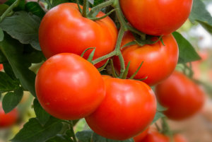 精选红番茄