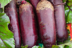 Cylindra BEET.