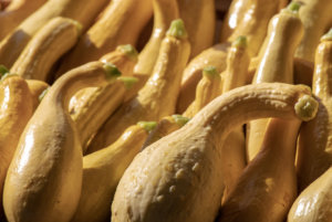 Early Crookneck Summer Squash