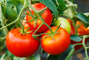 91年佛罗里达番茄