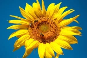 巨型灰色条纹向日葵