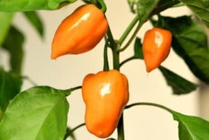 哈瓦那橙胡椒