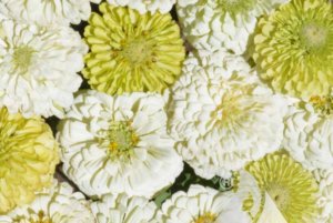 莱姆派百日草混合