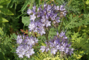 Lacy Phacelia