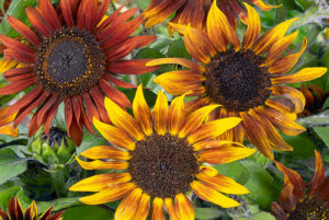 狂欢节侏儒向日葵