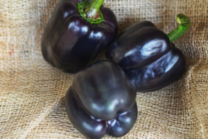 梅洛紫色甜椒