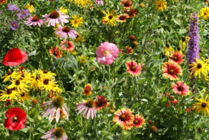 中西部野花混合