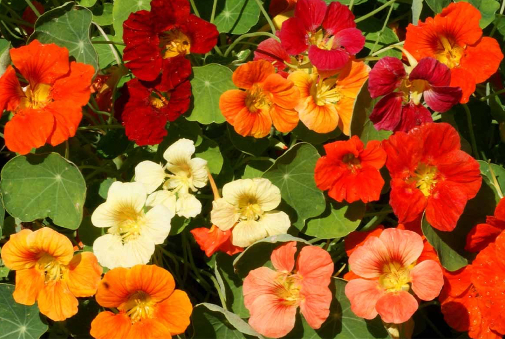 NAsturtium Tip Top Top Mix