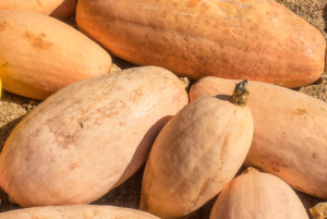 粉红色的香蕉巨型南瓜